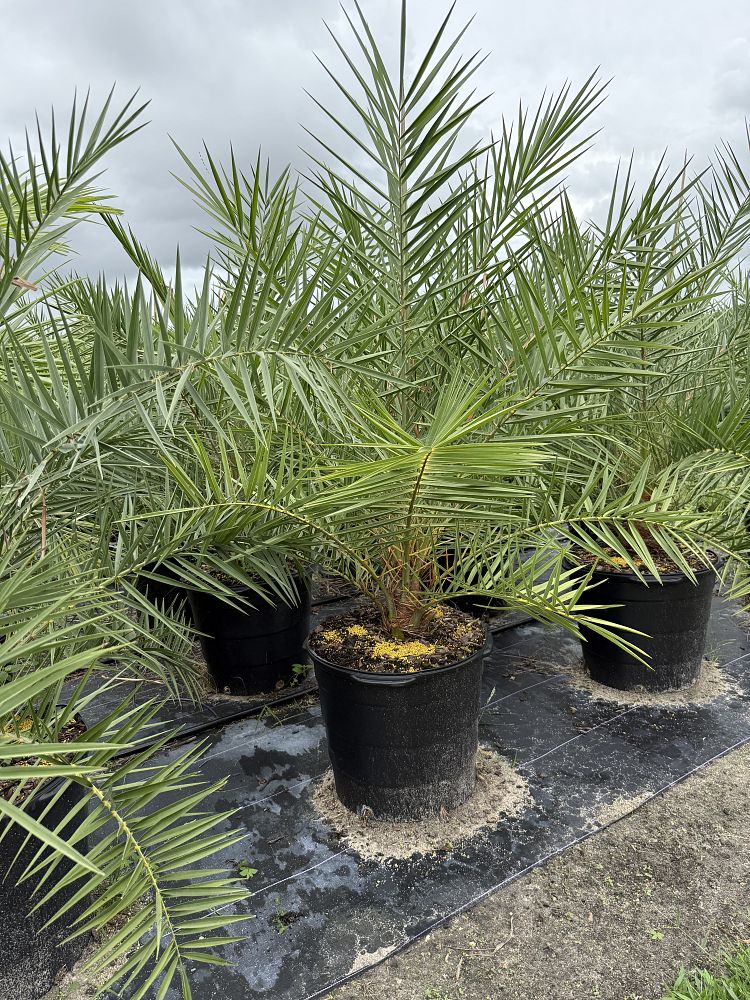 phoenix-sylvestris-sylvester-date-palm-silver-date-palm-wild-date-palm