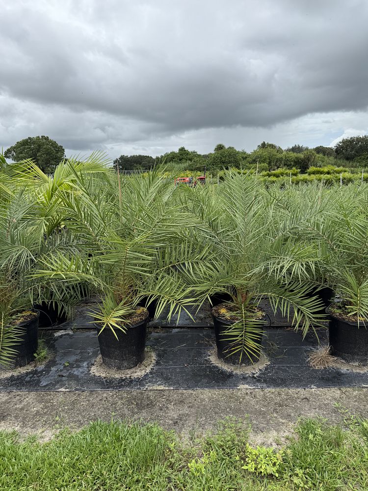 phoenix-sylvestris-sylvester-date-palm-silver-date-palm-wild-date-palm