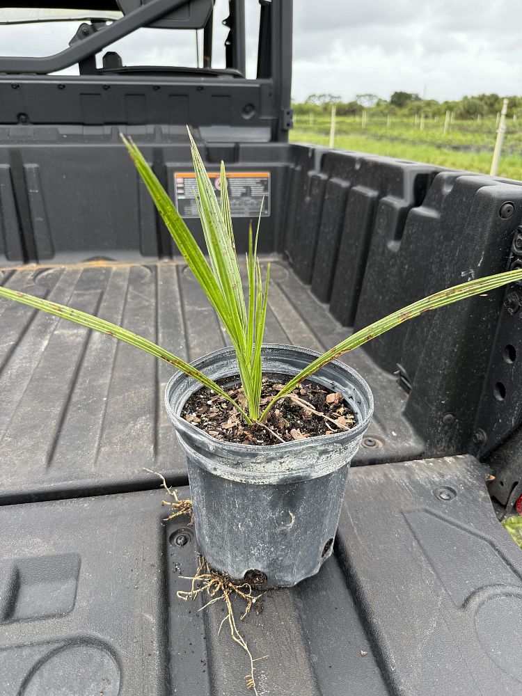 phoenix-sylvestris-sylvester-date-palm-silver-date-palm-wild-date-palm