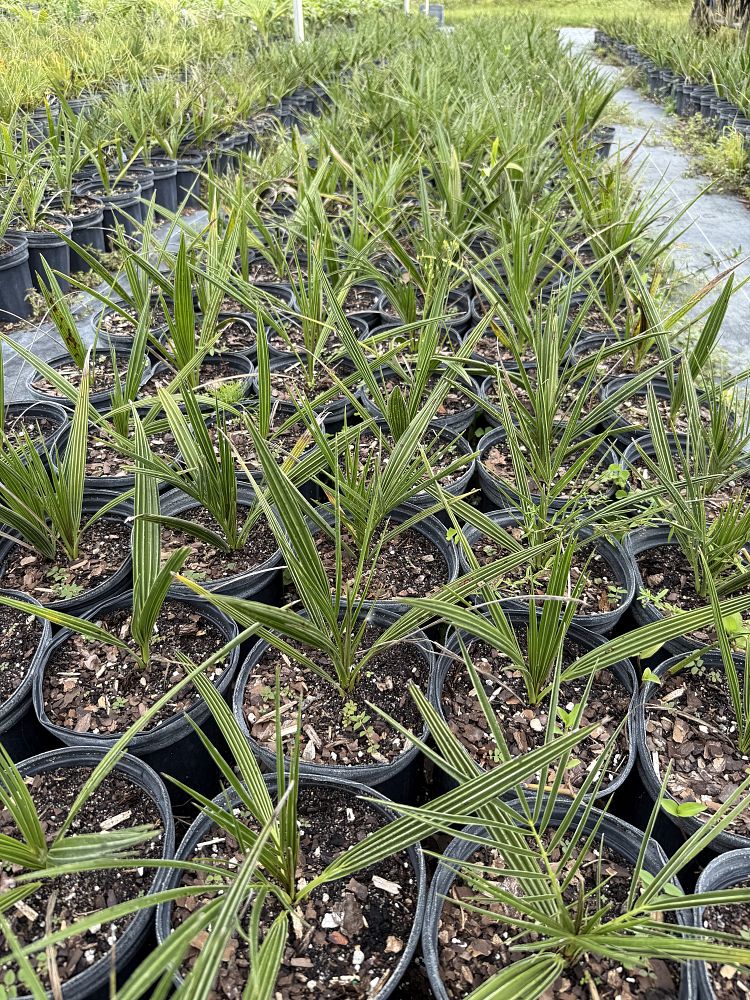 phoenix-sylvestris-sylvester-date-palm-silver-date-palm-wild-date-palm