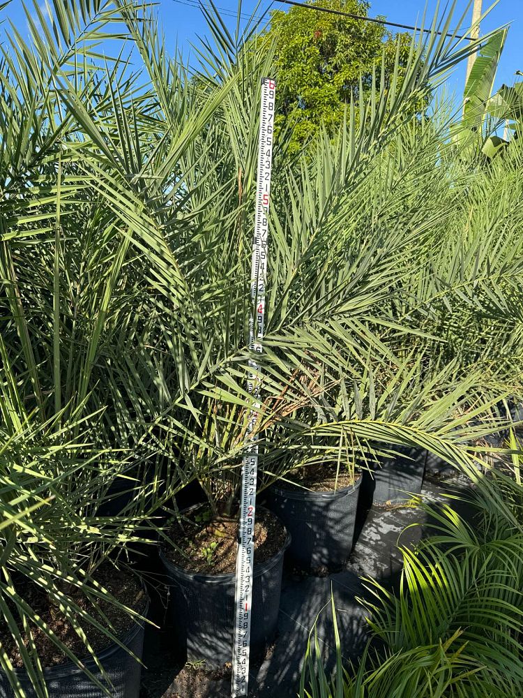 phoenix-sylvestris-sylvester-date-palm-silver-date-palm-wild-date-palm