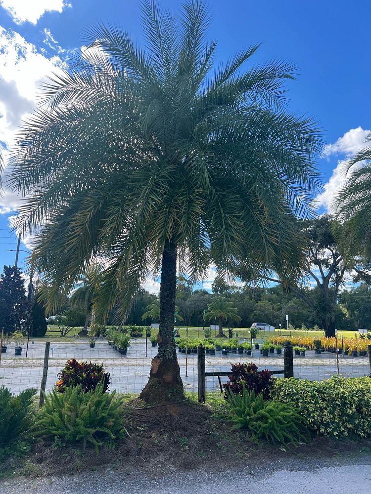 phoenix-sylvestris-sylvester-date-palm-silver-date-palm-wild-date-palm