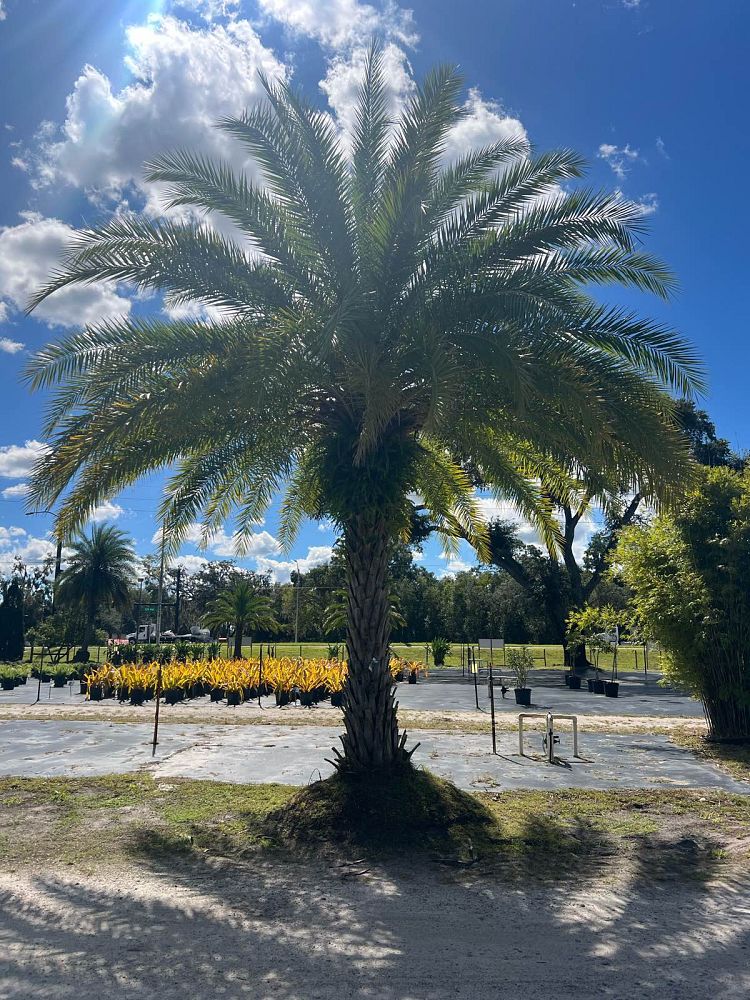 phoenix-sylvestris-sylvester-date-palm-silver-date-palm-wild-date-palm