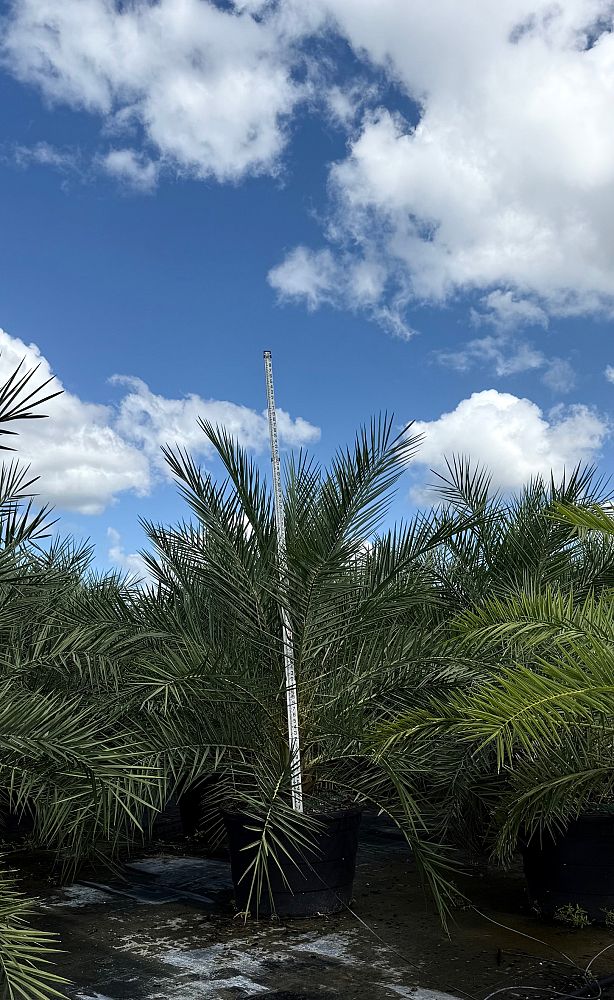 phoenix-sylvestris-sylvester-date-palm-silver-date-palm-wild-date-palm