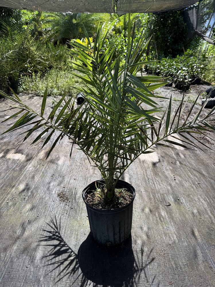 phoenix-sylvestris-sylvester-date-palm-silver-date-palm-wild-date-palm