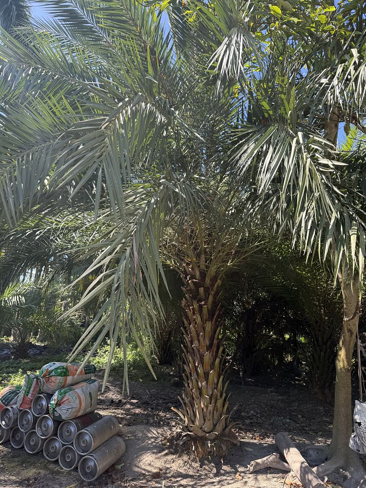 phoenix-sylvestris-sylvester-date-palm-silver-date-palm-wild-date-palm