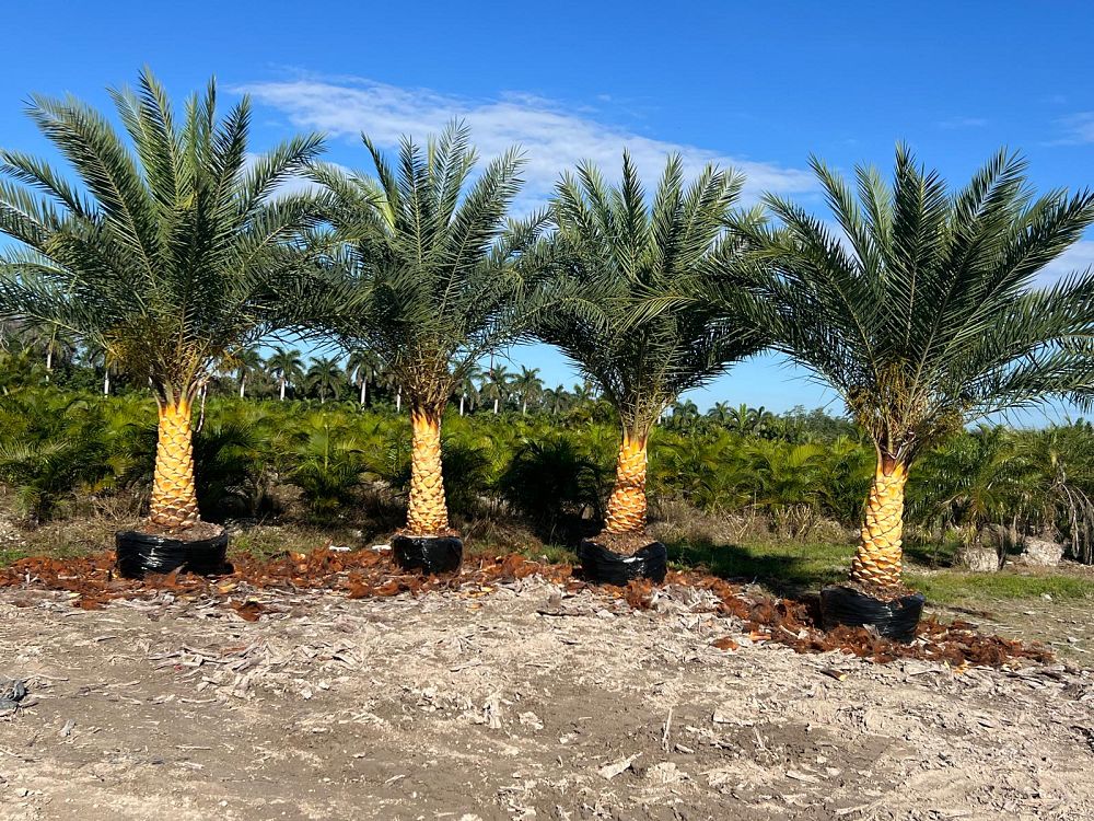 phoenix-sylvestris-sylvester-date-palm-silver-date-palm-wild-date-palm