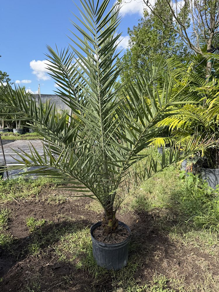 phoenix-sylvestris-sylvester-date-palm-silver-date-palm-wild-date-palm