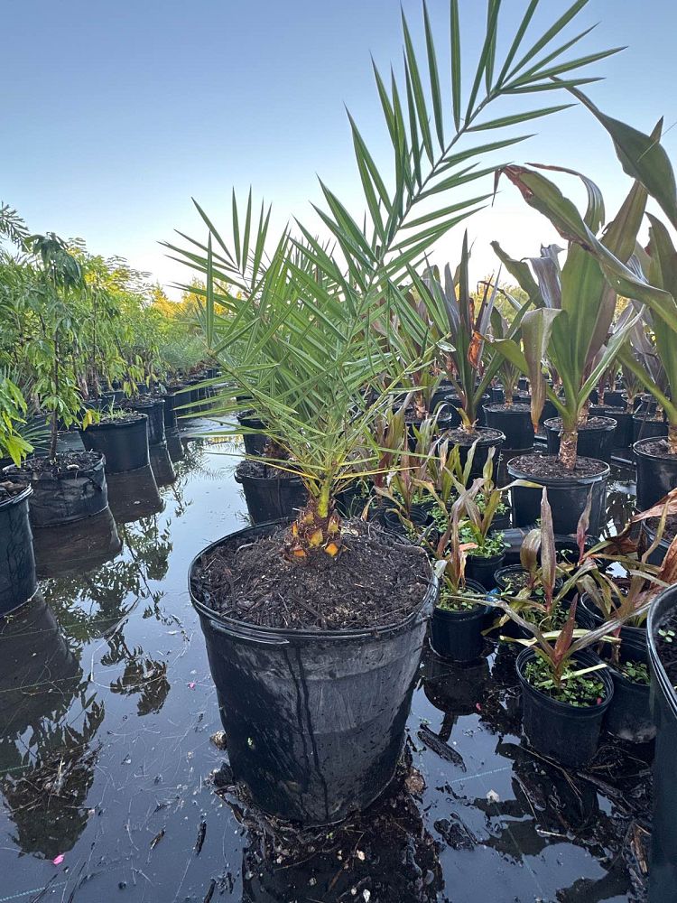 phoenix-sylvestris-sylvester-date-palm-silver-date-palm-wild-date-palm