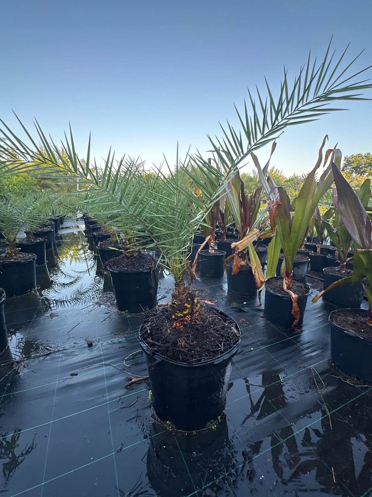 phoenix-sylvestris-sylvester-date-palm-silver-date-palm-wild-date-palm