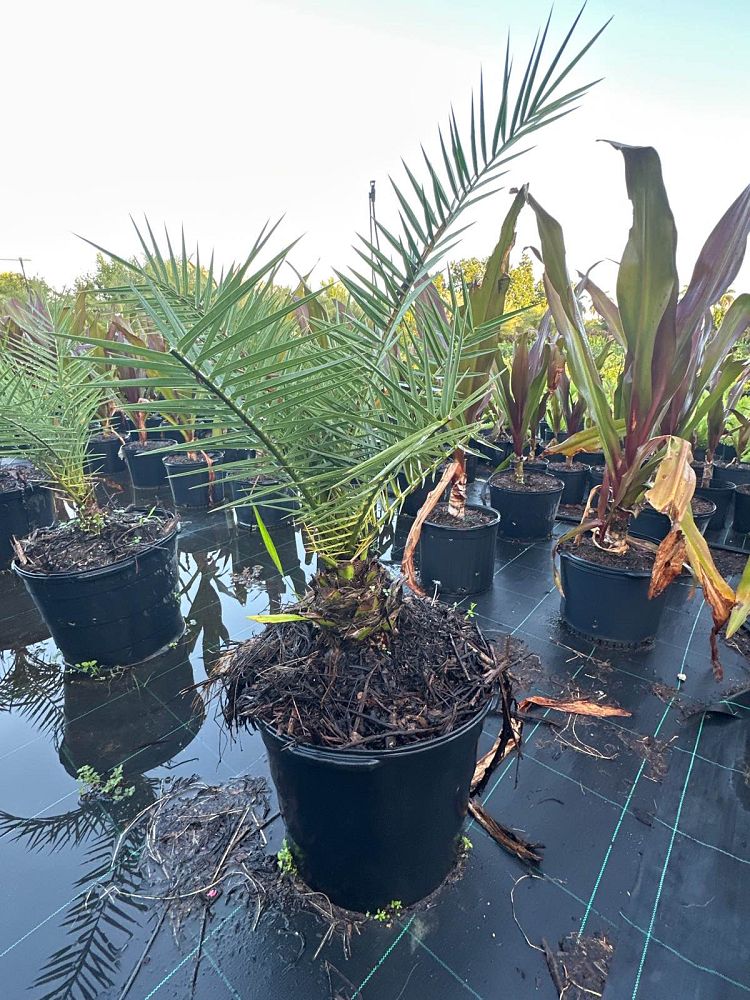 phoenix-sylvestris-sylvester-date-palm-silver-date-palm-wild-date-palm