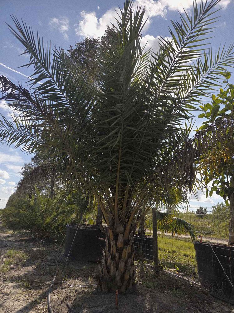 phoenix-sylvestris-sylvester-date-palm-silver-date-palm-wild-date-palm