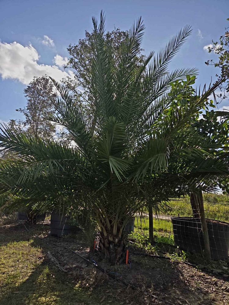 phoenix-sylvestris-sylvester-date-palm-silver-date-palm-wild-date-palm