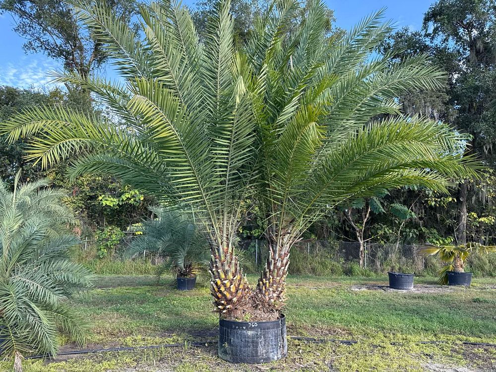 phoenix-sylvestris-sylvester-date-palm-silver-date-palm-wild-date-palm