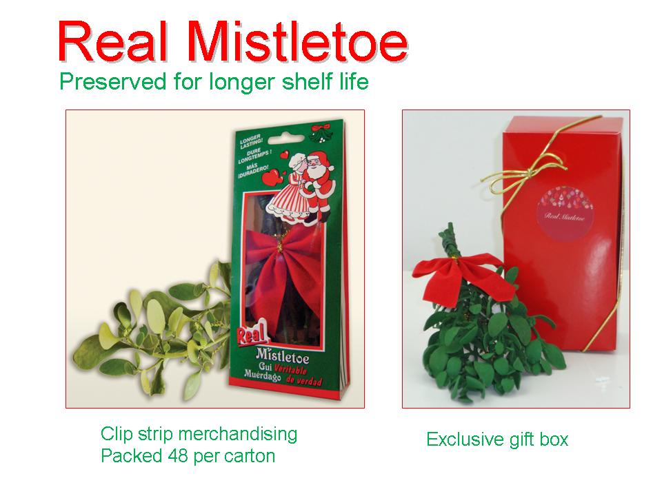 phoradendron-mistletoe