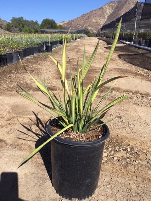 phormium-apricot-queen-new-zealand-flax