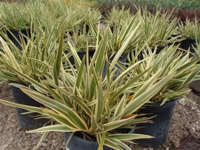 phormium-duet-new-zealand-flax