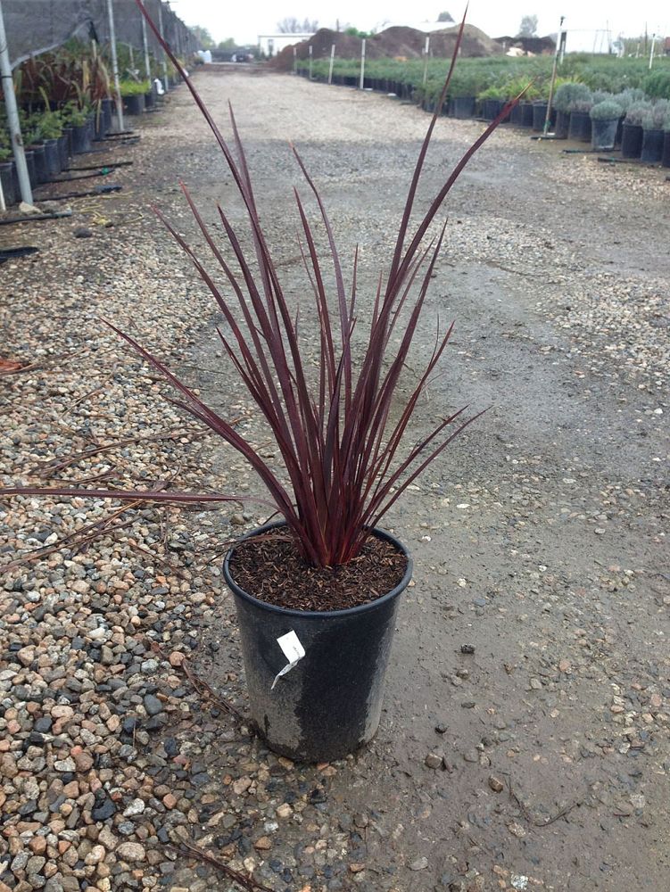 phormium-dusky-chief-new-zealand-flax