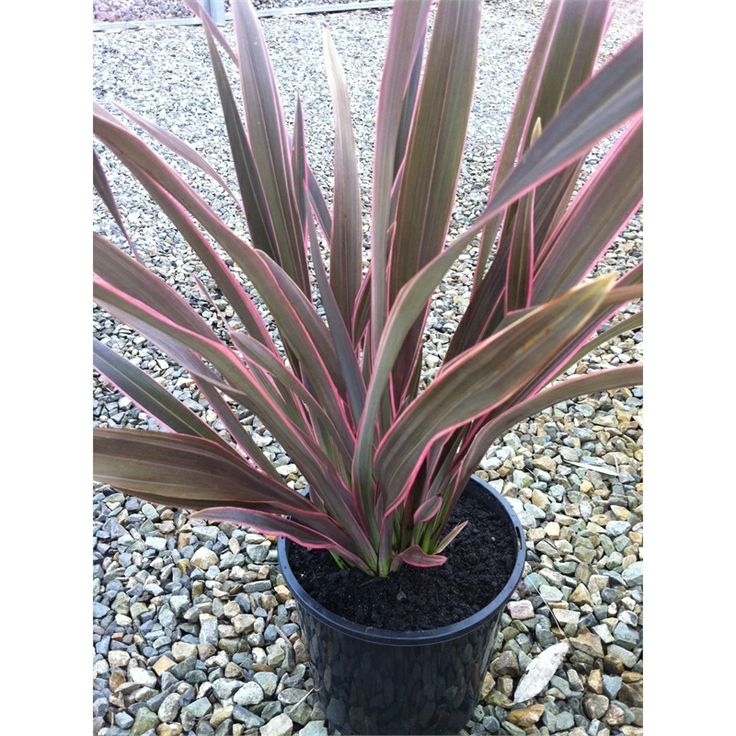 phormium-pink-stripe-new-zealand-flax