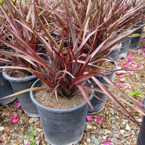 phormium-tenax-amazing-red-new-zealand-flax