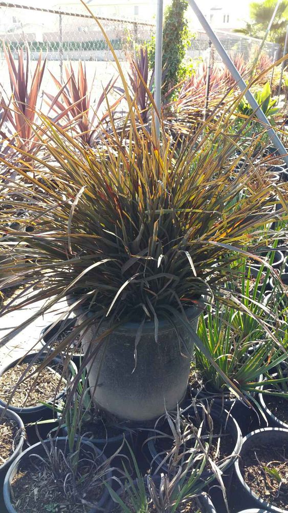 phormium-tenax-bronze-baby-new-zealand-flax