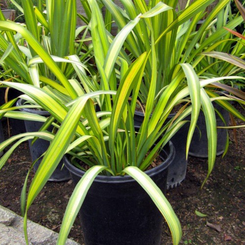 phormium-tenax-new-zealand-flax