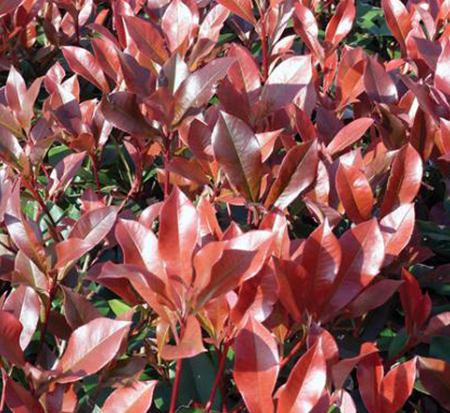 photinia-glabra-dynamo-red-red-leaf-photinia-red-tip-photinia-japanese-photinia