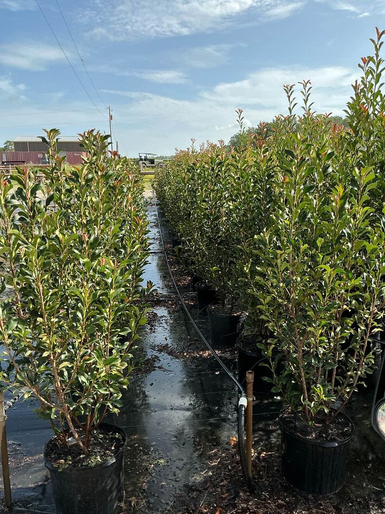 photinia-glabra-dynamo-red-red-leaf-photinia-red-tip-photinia-japanese-photinia