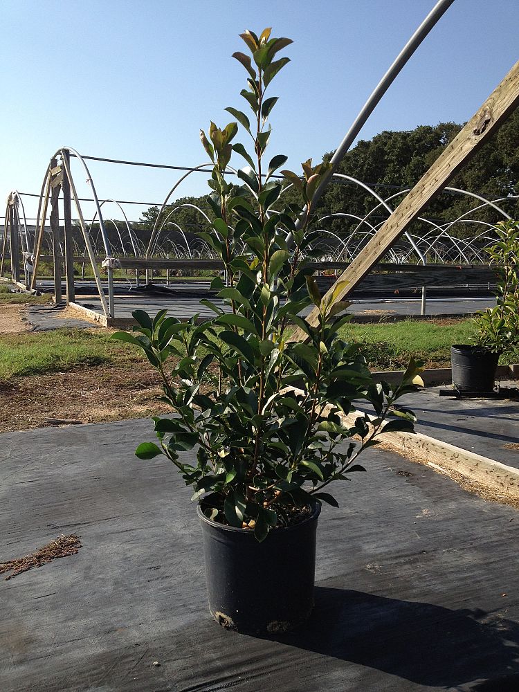 photinia-red-tips