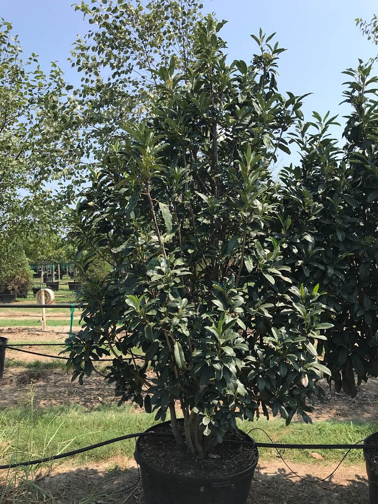 photinia-serrulata-chinese-photinia