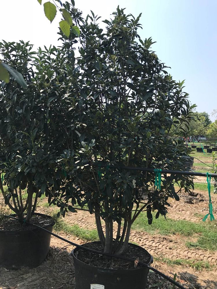 photinia-serrulata-chinese-photinia