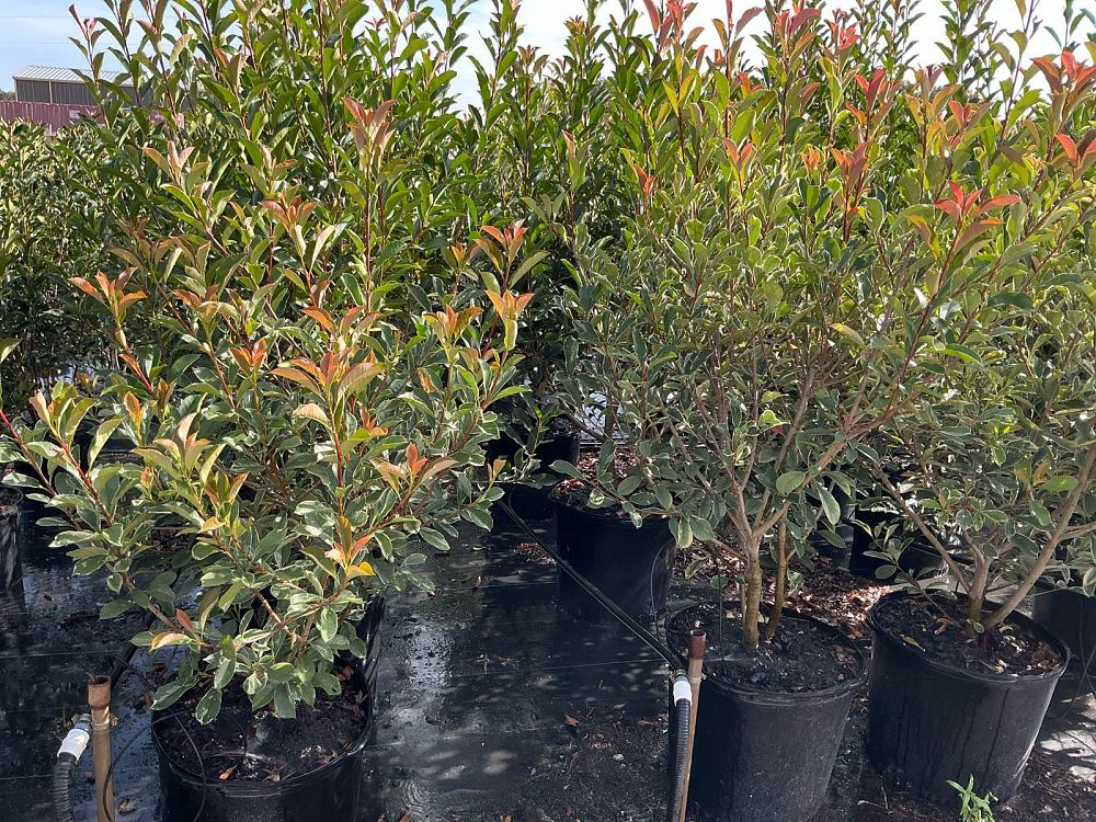 photinia-x-fraseri-cassini-pink-marble-reg-photinia