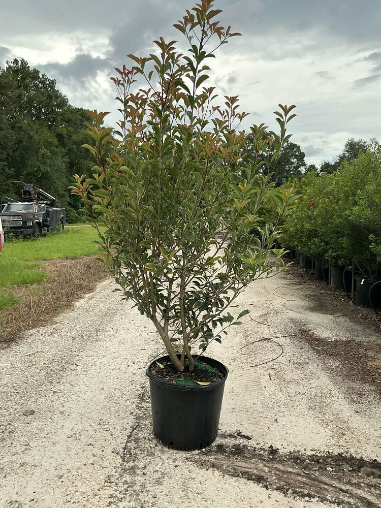 photinia-x-fraseri-cassini-pink-marble-reg-photinia