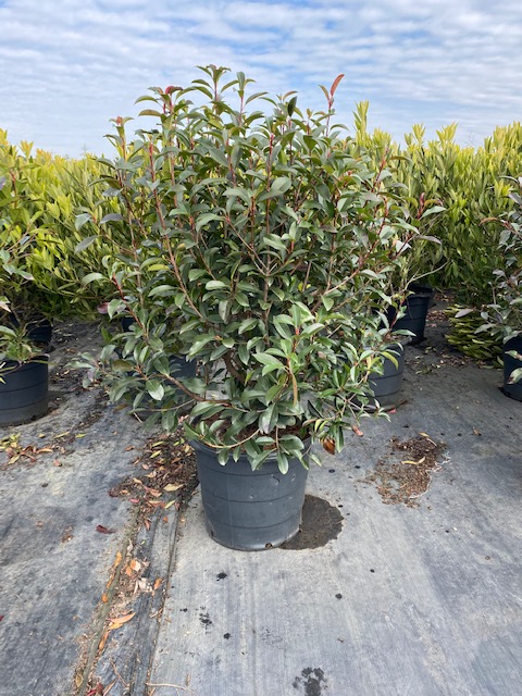 photinia-x-fraseri-red-robin