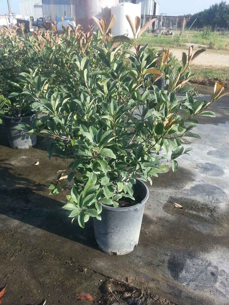 photinia-x-fraseri-red-tip-fraser-photonia-red-tipped-photinia