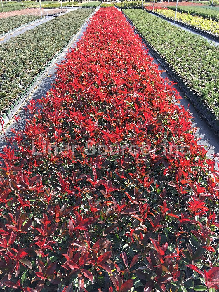 photinia-x-fraseri-red-tip-fraser-photonia-red-tipped-photinia