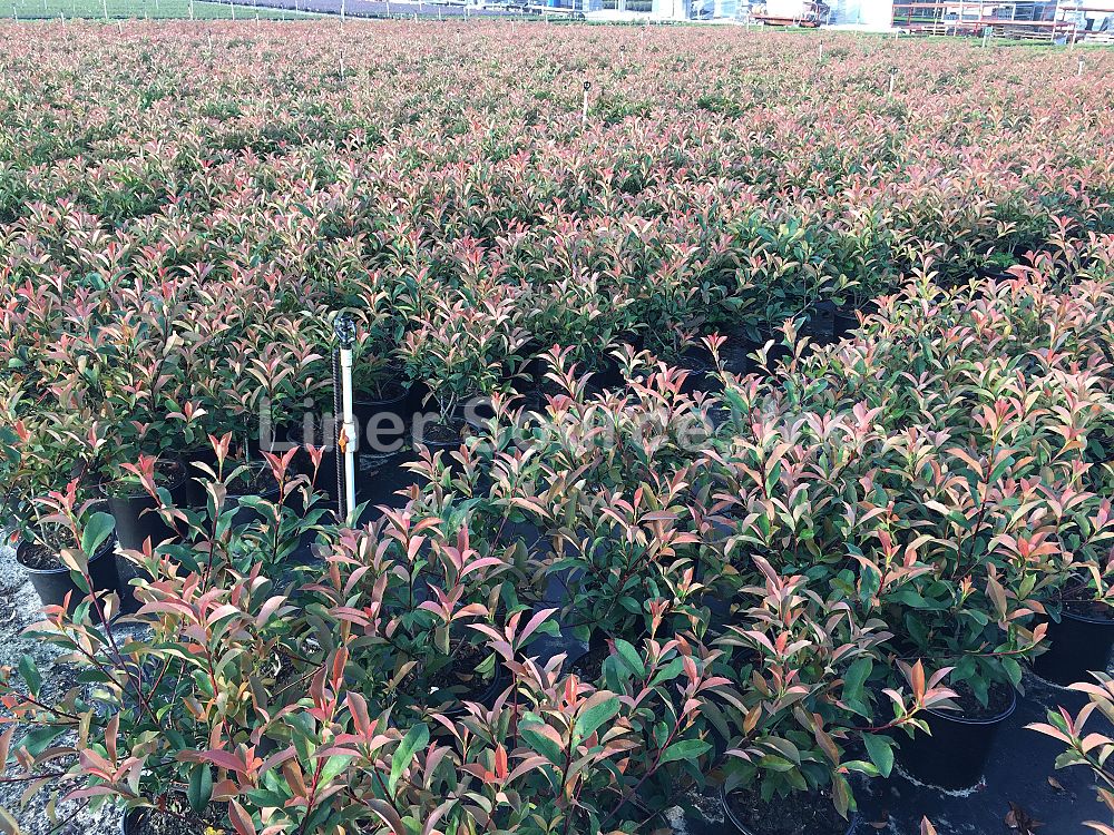 photinia-x-fraseri-red-tip-fraser-photonia-red-tipped-photinia