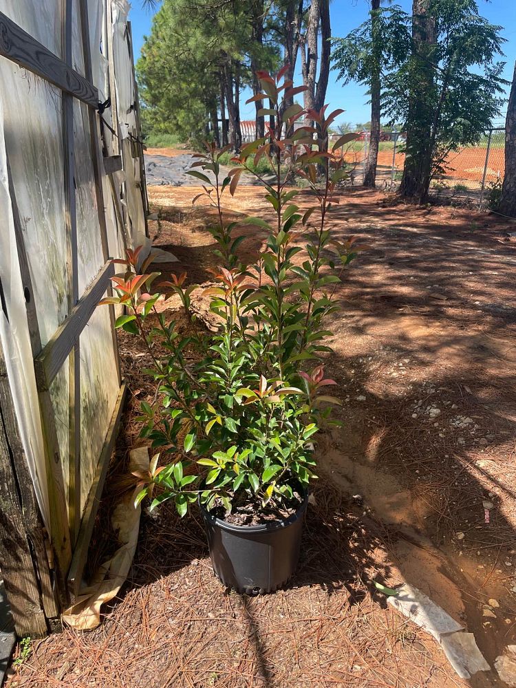 photinia-x-fraseri-red-tip-fraser-photonia-red-tipped-photinia