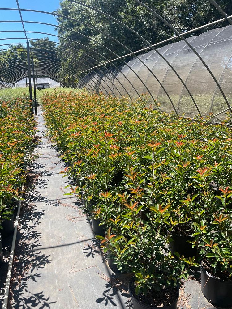 photinia-x-fraseri-red-tip-fraser-photonia-red-tipped-photinia