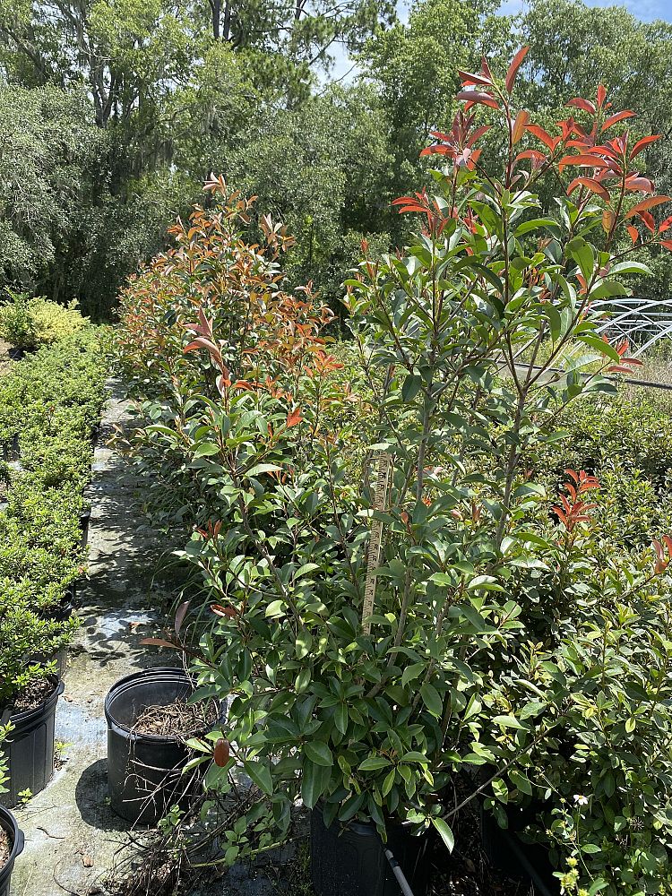 photinia-x-fraseri-red-tip-fraser-photonia-red-tipped-photinia