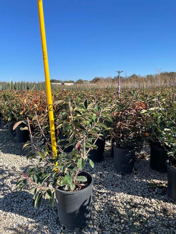 photinia-x-fraseri-red-tip-fraser-photonia-red-tipped-photinia