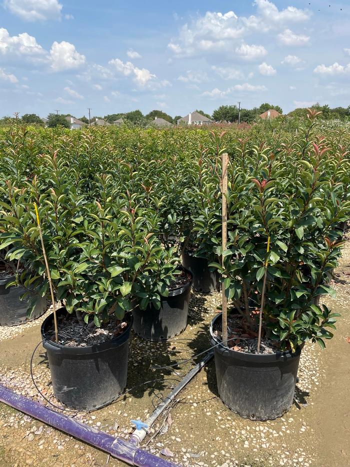 photinia-x-fraseri-red-tip-fraser-photonia-red-tipped-photinia