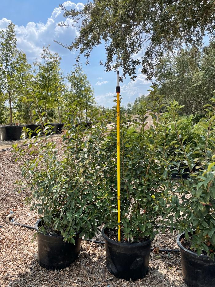 photinia-x-fraseri-red-tip-fraser-photonia-red-tipped-photinia