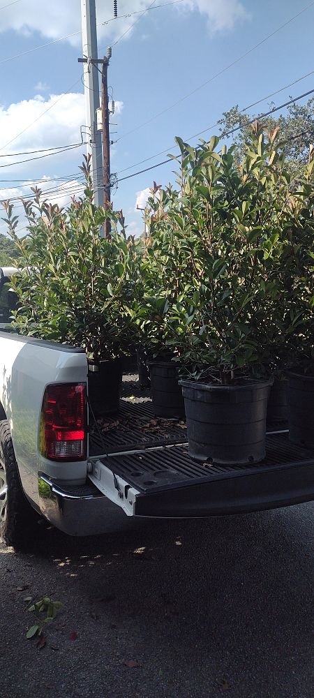 photinia-x-fraseri-red-tip-fraser-photonia-red-tipped-photinia