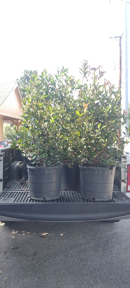 photinia-x-fraseri-red-tip-fraser-photonia-red-tipped-photinia
