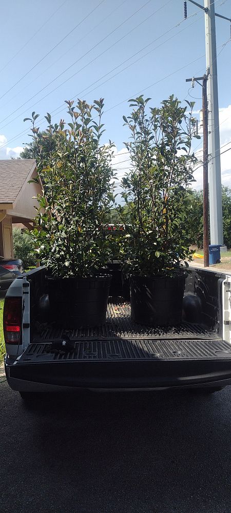 photinia-x-fraseri-red-tip-fraser-photonia-red-tipped-photinia