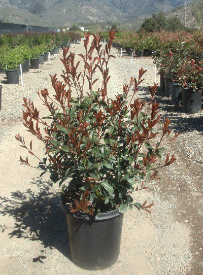 photinia-x-fraseri