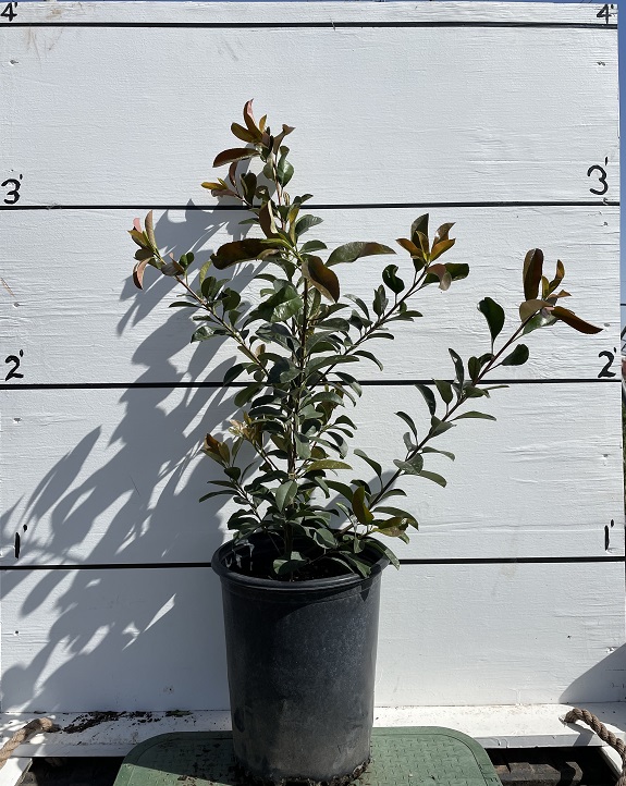 photinia-x-fraseri