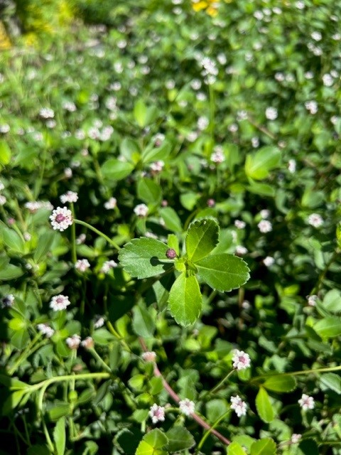 phyla-nodiflora-frogfruit