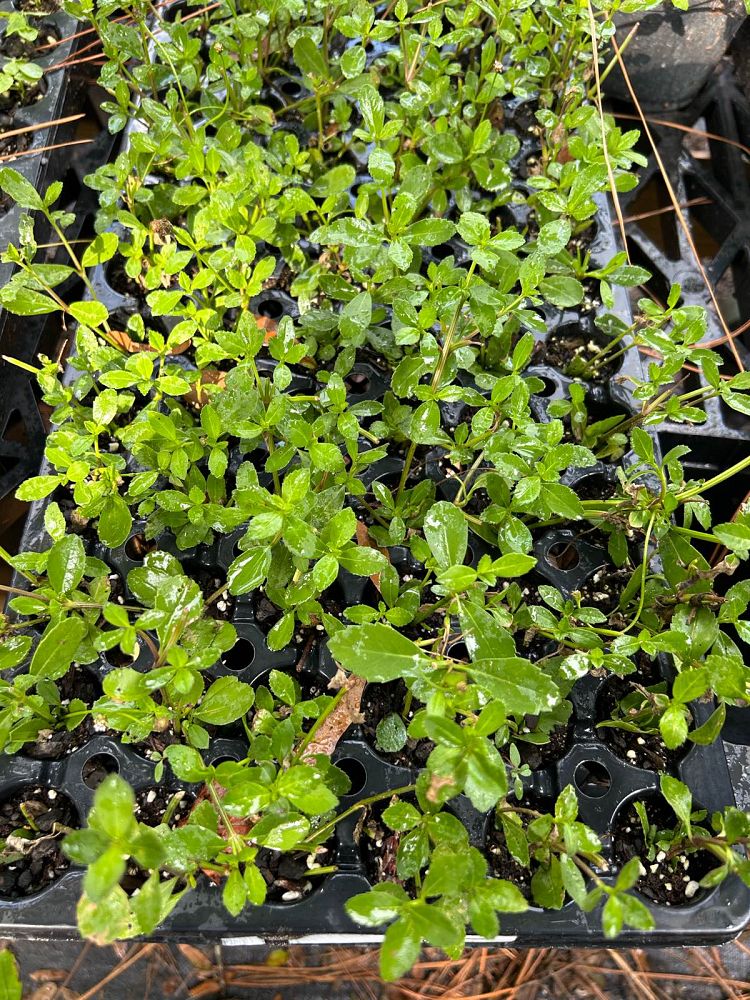 phyla-nodiflora-frogfruit